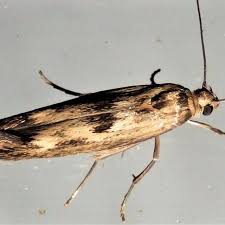 Attēlu rezultāti vaicājumam “Scythris limbella”
