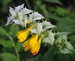 Attēlu rezultāti vaicājumam “Melampyrum nemorosum”