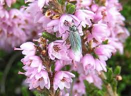 Attēlu rezultāti vaicājumam “Calluna vulgaris leaf”