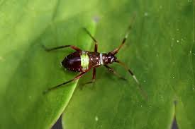 Attēlu rezultāti vaicājumam “Closterotomus biclavatus imago”