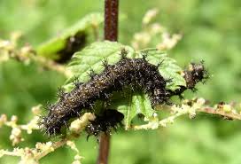 Attēlu rezultāti vaicājumam “Araschnia levana larva”