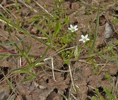 Attēlu rezultāti vaicājumam “Arenaria procera”