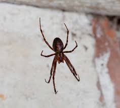 Attēlu rezultāti vaicājumam “Jodis putata”