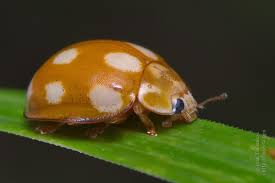 Attēlu rezultāti vaicājumam “Calvia decemguttata larva”