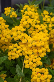 Image result for Calceolaria integrifolia