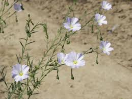 Image result for Linum usitatissimum