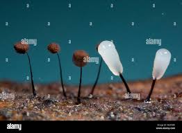 Attēlu rezultāti vaicājumam “Comatricha nigra spores”