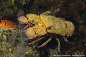 Image result for Scyllarides latus