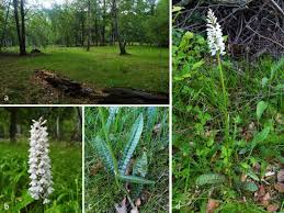 Attēlu rezultāti vaicājumam “Dactylorhiza maculata leaf”