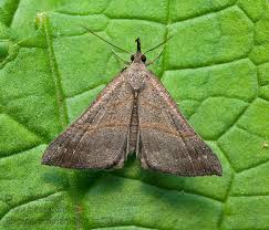 Attēlu rezultāti vaicājumam “Hypena proboscidalis”