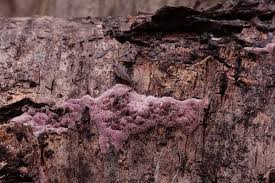 Attēlu rezultāti vaicājumam “Ceriporia excelsa”