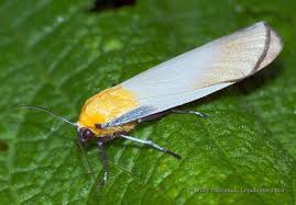 Attēlu rezultāti vaicājumam “Lithosia quadra female”
