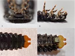 Attēlu rezultāti vaicājumam “Lygistopterus sanguineus larva”