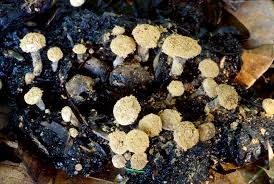 Attēlu rezultāti vaicājumam “Asterophora lycoperdoides”