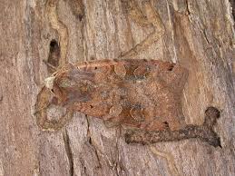 Attēlu rezultāti vaicājumam “Xestia baja”