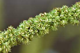 Attēlu rezultāti vaicājumam “Rumex aquaticus”