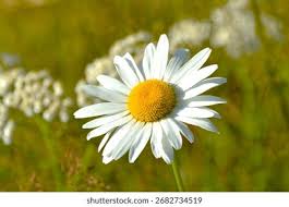 Attēlu rezultāti vaicājumam “Leucanthemum vulgare flower”