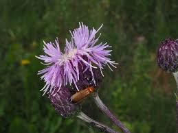Attēlu rezultāti vaicājumam “Cirsium x rigens flower”