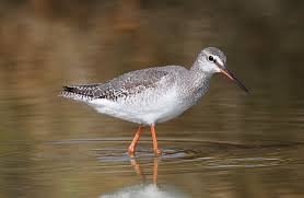 Image result for Tringa erythropus