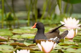 Image result for Gallinula chloropus