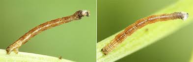 Attēlu rezultāti vaicājumam “Idaea emarginata”