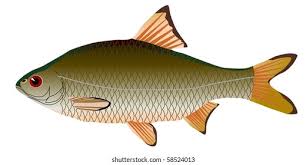 Image result for Rutilus caspicus