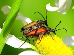 Attēlu rezultāti vaicājumam “Anastrangalia sanguinolenta”