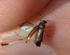 Attēlu rezultāti vaicājumam “Tetratomidae”