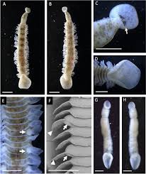 Attēlu rezultāti vaicājumam “Oxyrrhynchium hians var. rigidum macro”