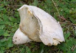 Attēlu rezultāti vaicājumam “Lactarius bertillonii”