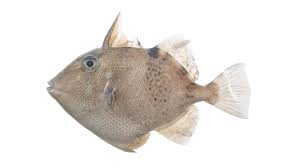 Image result for Balistes capriscus