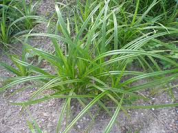 Attēlu rezultāti vaicājumam “Scirpus sylvaticus leaf”