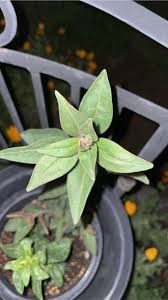 Attēlu rezultāti vaicājumam “Antirrhinum majus leaf”