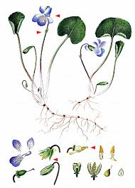 Attēlu rezultāti vaicājumam “Viola epipsila”