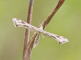 Attēlu rezultāti vaicājumam “Platyptilia tesseradactyla”