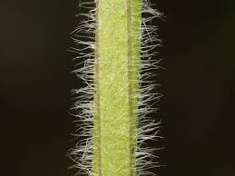 Attēlu rezultāti vaicājumam “Ajuga genevensis”