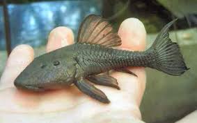 Attēlu rezultāti vaicājumam “Sphacelotheca hydropiperis”