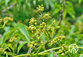 Attēlu rezultāti vaicājumam “Phellodendron amurense flower”