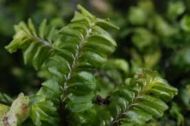 Attēlu rezultāti vaicājumam “Plagiochila asplenioides”