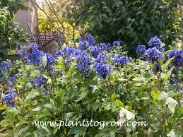 Image result for Aconitum napellus