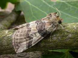 Attēlu rezultāti vaicājumam “Tethea or”