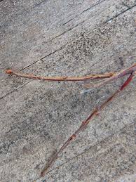 Attēlu rezultāti vaicājumam “Oxycoccus bud”