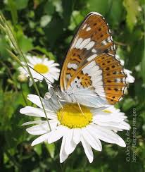 Attēlu rezultāti vaicājumam “Limenitis camilla”