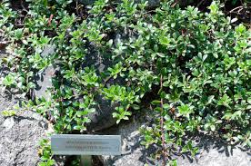 Attēlu rezultāti vaicājumam “Vaccinium vitis-idaea”