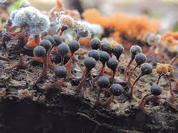 Attēlu rezultāti vaicājumam “Metatrichia floriformis”