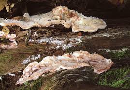 Attēlu rezultāti vaicājumam “Sarcoporia polyspora”