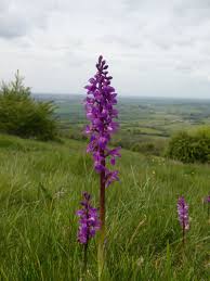 Attēlu rezultāti vaicājumam “Physarum obscurum sessile”