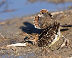 Image result for Gallinago delicata