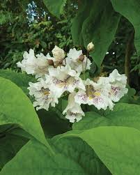 Attēlu rezultāti vaicājumam “Catalpa”
