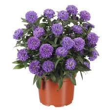 Image result for Aster novi-belgii